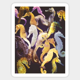 Seahorses Sticker